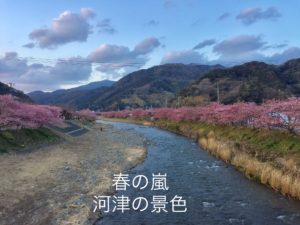 Read more about the article 今年の河津桜の見頃は？＆スッキリ！取材で知ったこと